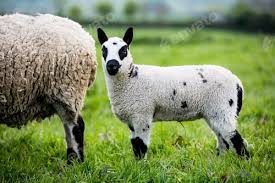 Ewe Lamb Names