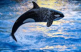 Whale Names