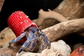 Hermit Crab Names