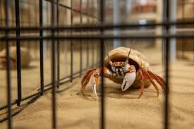 Hermit Crab Names
