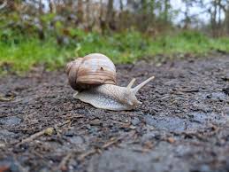 Snail Names