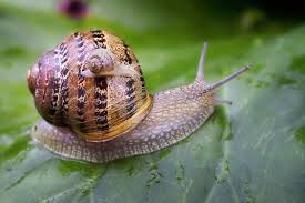 Snail Names