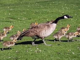 Names For Goose