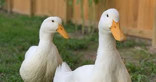 Names For Goose