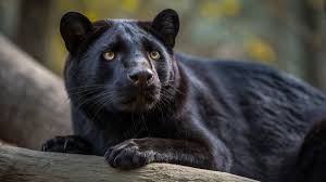 Panther Name