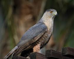 Names With Nicknames Like Hawk