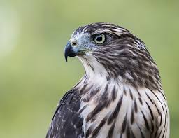 Names With Nicknames Like Hawk