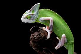 Chameleon Female Names