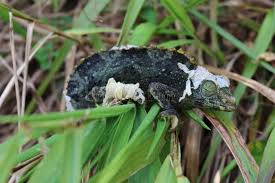 Chameleon Female Names