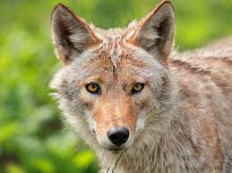 Coyote Names