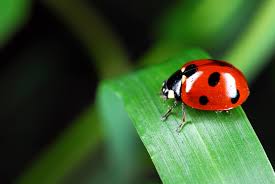 Names For Ladybug