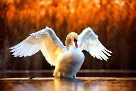 Swan Names