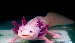 Axolotl Pet Names