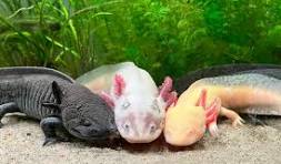 Axolotl Pet Names