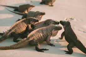 Lizard Names