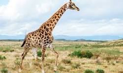 Giraffe Names Cute