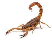 Scorpion Names