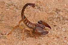 Scorpion Names