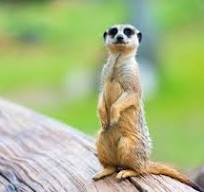 Meerkat Names