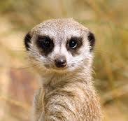 Meerkat Names