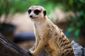Meerkat Names