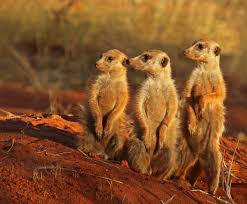 Meerkat Names
