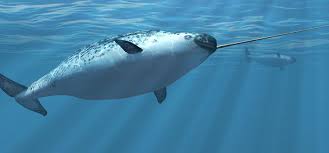 Narwhal Names