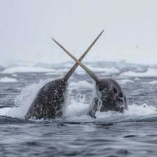 Narwhal Names
