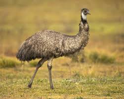 Emu Names