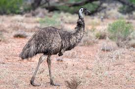 Emu Names