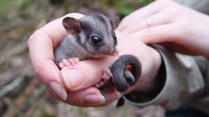 Possum Names