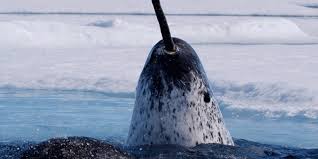 Narwhal Names