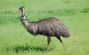 Emu Names