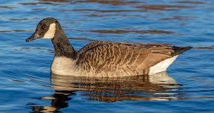 Good Goose Names