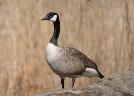 Good Goose Names