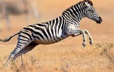 Zebra Nickname