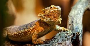 lizards names male