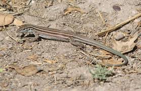 female names for lizards