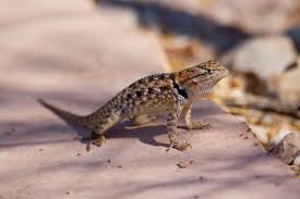 female names for lizards