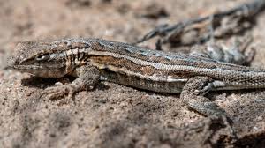Female Names For lizards