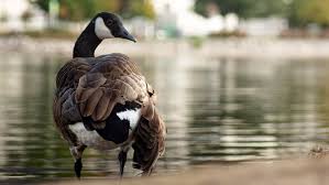 Good Goose Names