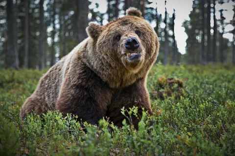 Doosan Bear