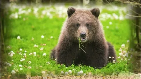 Doosan Bear