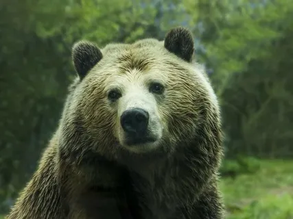 Doosan Bear