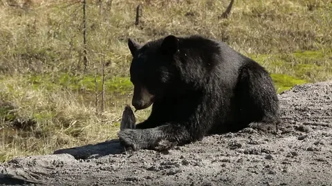 Bear Poop