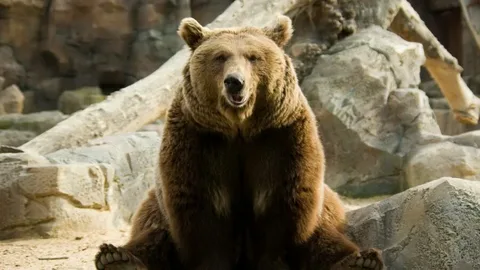 Bear Poop