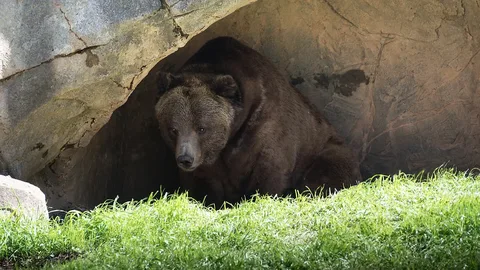 Bear Poop