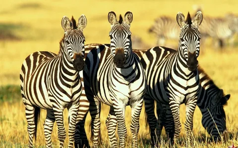 Cebras