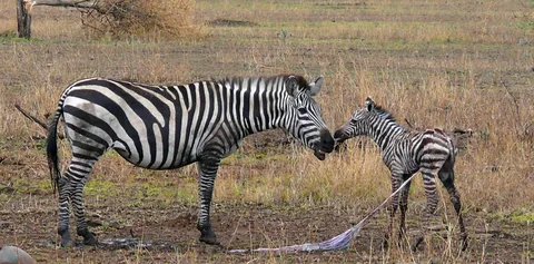female zebra