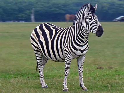female zebra